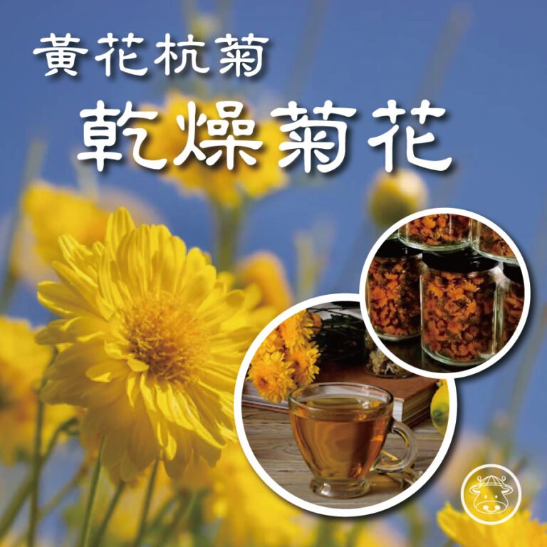 《乾燥菊花》使用無農藥無化肥栽種黃花杭菊乾燥而成