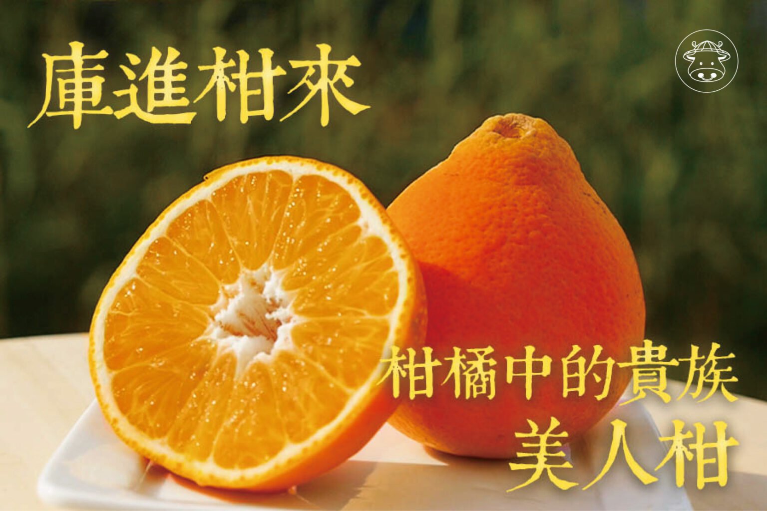 送禮大方《美人柑》又稱美女柑 紅柑 酸甜多汁- 台灣幫棒農