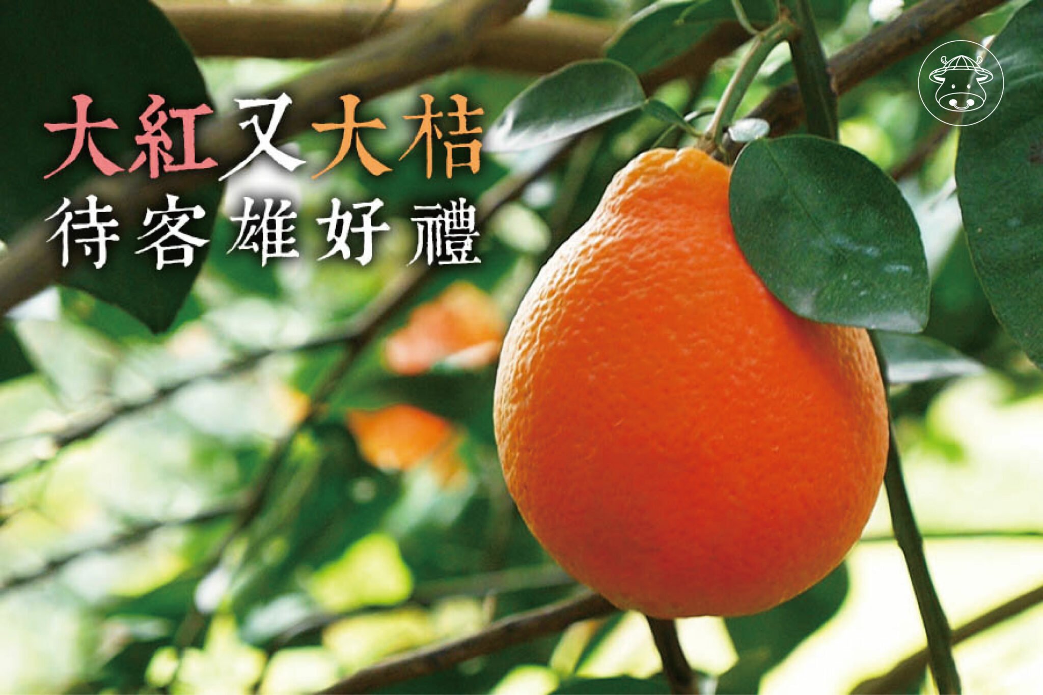 最討喜的伴手禮《美人柑》又稱美女柑 紅柑 酸甜多汁 - 台灣幫棒農