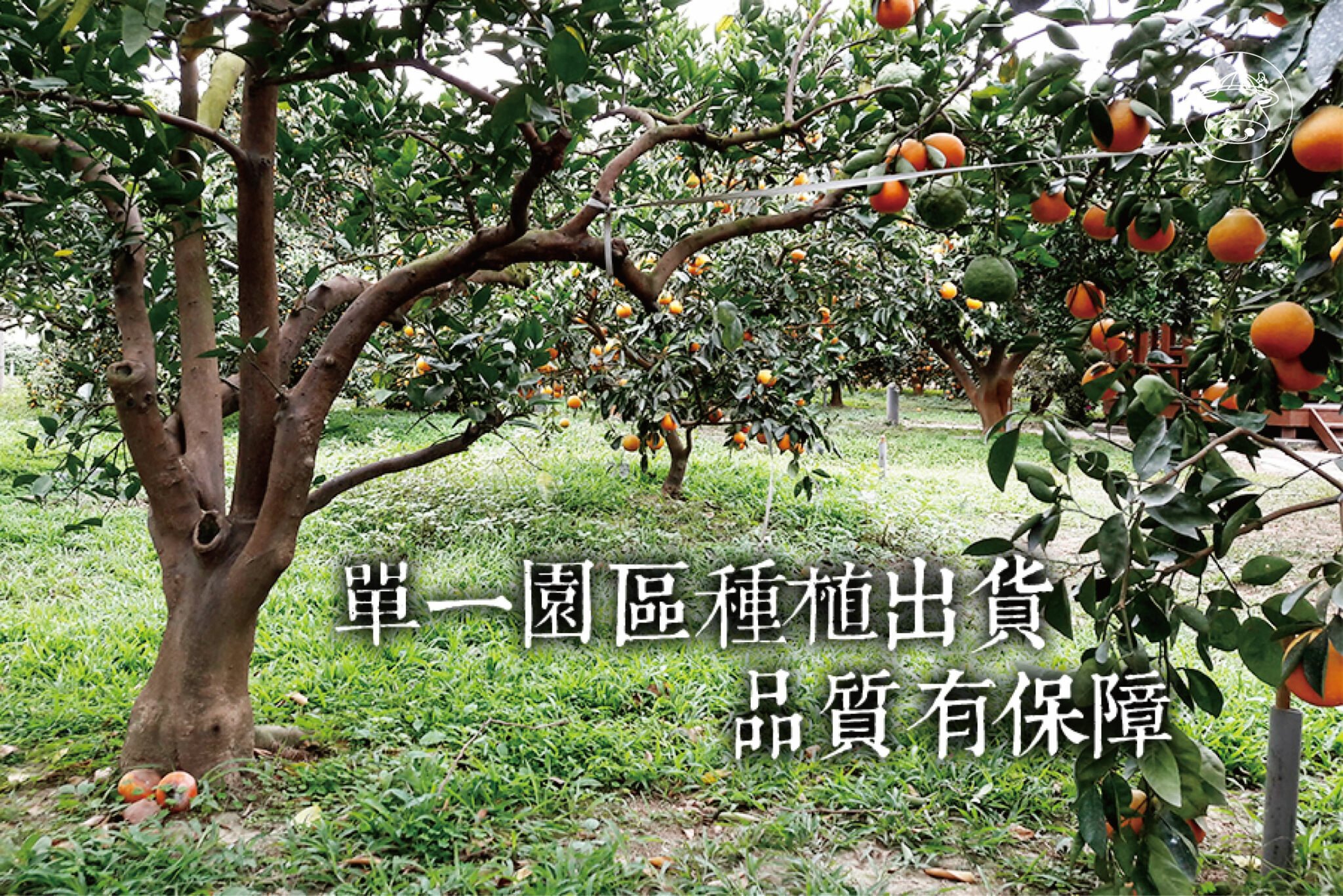 最討喜的伴手禮《美人柑》又稱美女柑 紅柑 酸甜多汁 - 台灣幫棒農