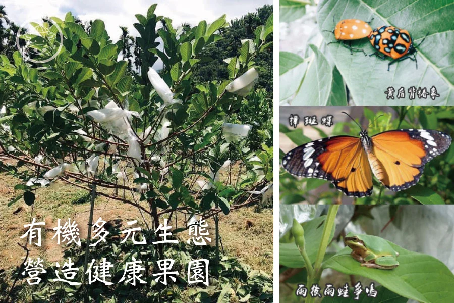 有機翠玉無籽芭樂 6 有機翠玉無籽芭樂
