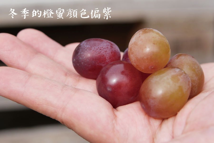 grape06