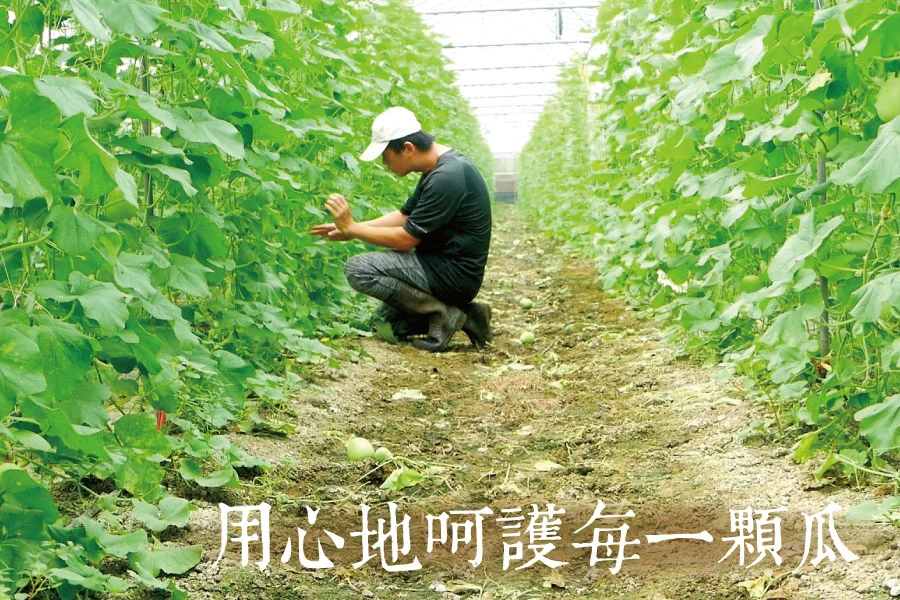 夏季《翠妞甜瓜/美濃瓜》 3 翠妞香瓜