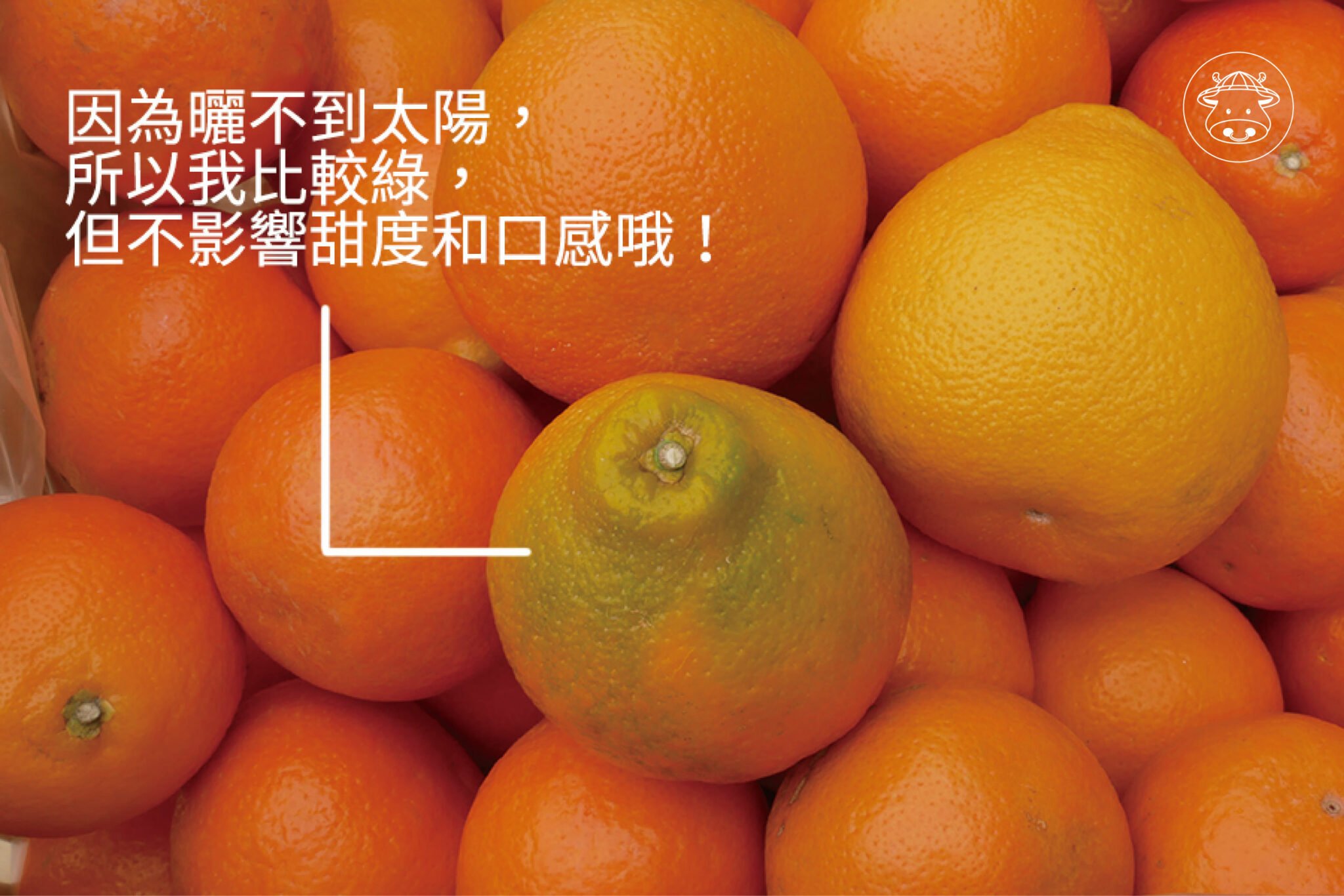 送禮大方《美人柑》又稱美女柑 紅柑 酸甜多汁- 台灣幫棒農