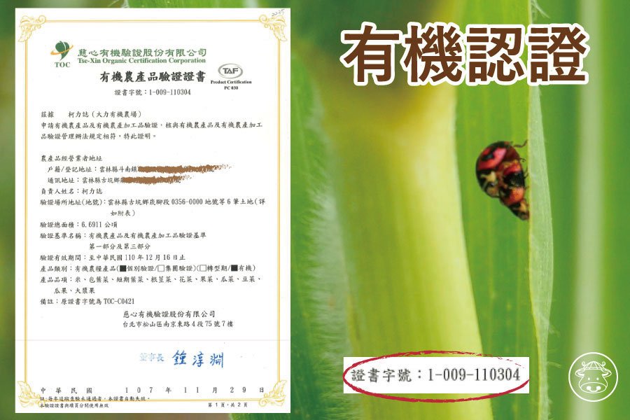 有機種植《紅鬚玉米筍》(帶殼)全程0用藥 更天然 3 passionfuirt012 1