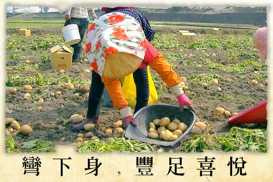 potato005
