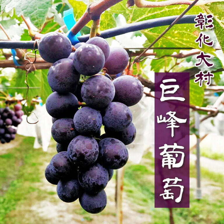 大村葡萄《巨峰葡萄 橙蜜葡萄》新鮮現採 直送你家