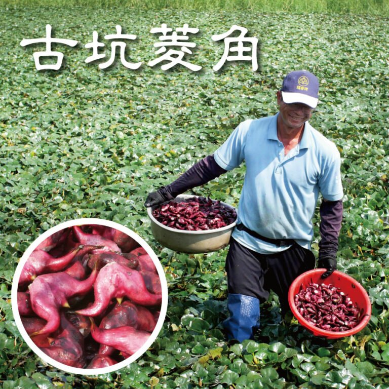 古坑 生態友善《菱角》綿鬆清甜美味