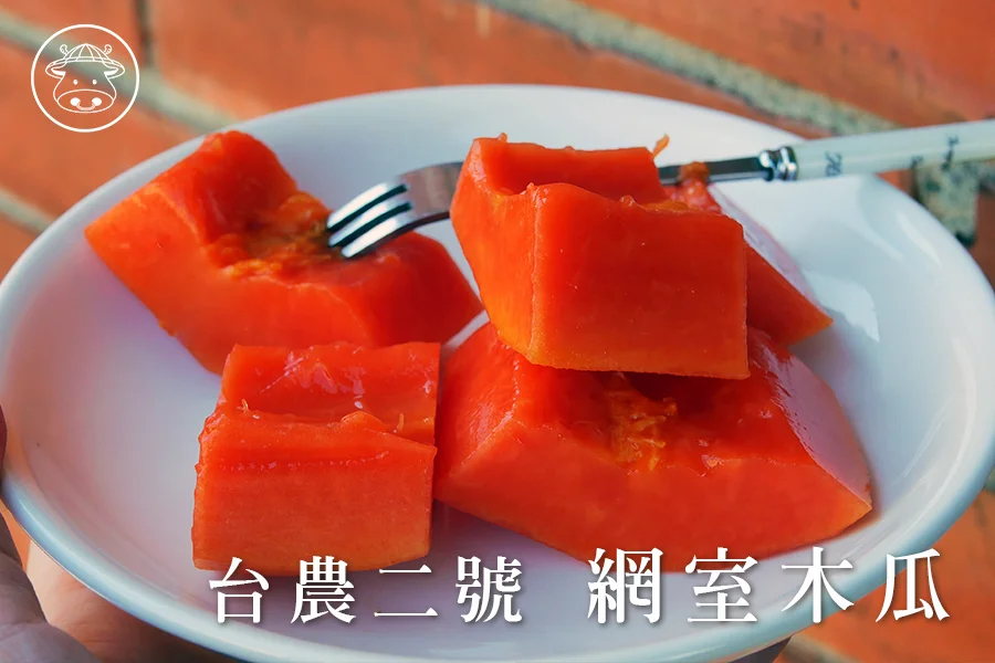 台農2號《網室木瓜》網室種植 香甜濃郁 2 木瓜