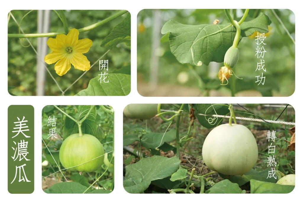 夏季《翠妞甜瓜/美濃瓜》 4 美濃瓜成長