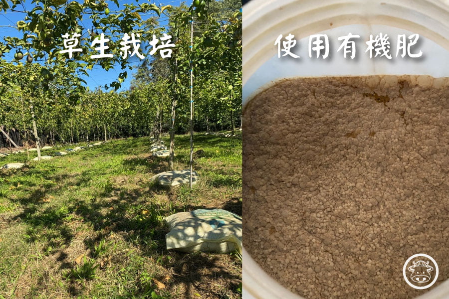 新社蜜糖百香果銷售002