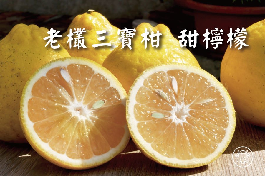 高山老欉三寶柑(甜檸檬)1口吃出香甜檸檬清香的橘子 - 台灣幫棒農