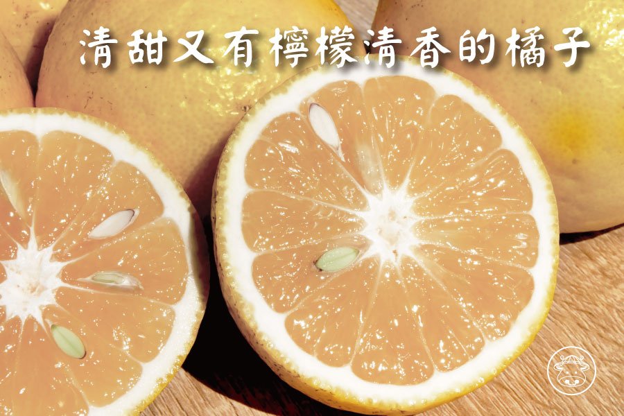 高山老欉三寶柑(甜檸檬)1口吃出香甜檸檬清香的橘子 - 台灣幫棒農