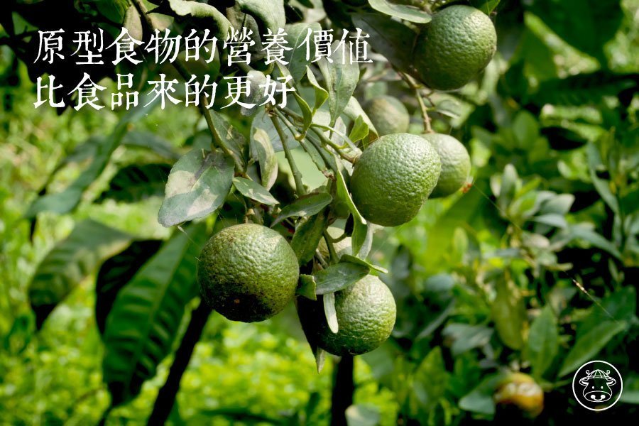 台灣香檬鮮果