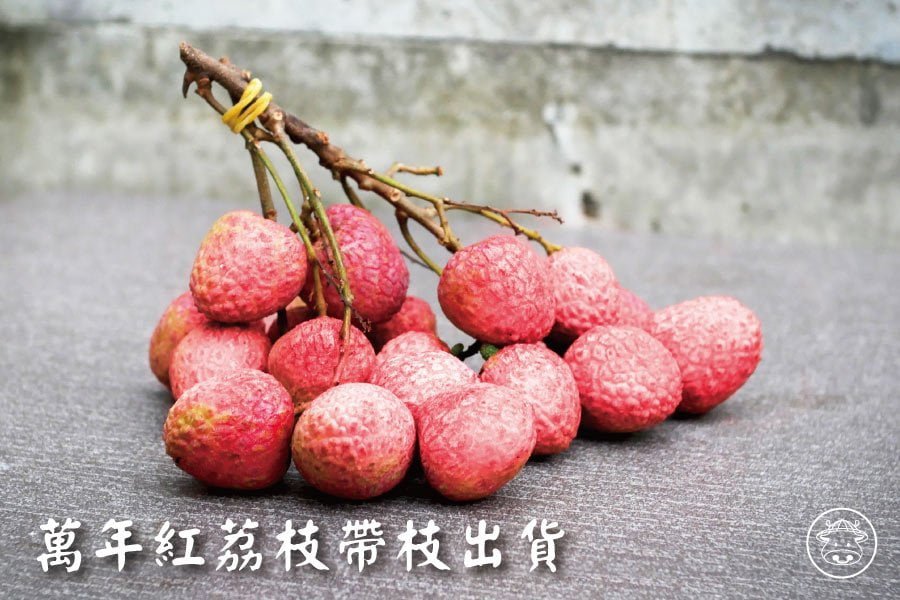 70年以上老欉《萬年紅荔枝》淡淡乳酸香氣、香甜多汁- 台灣幫棒農