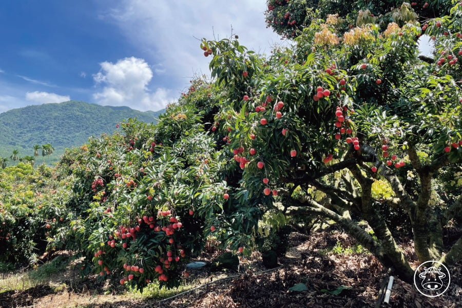 糯米荔枝