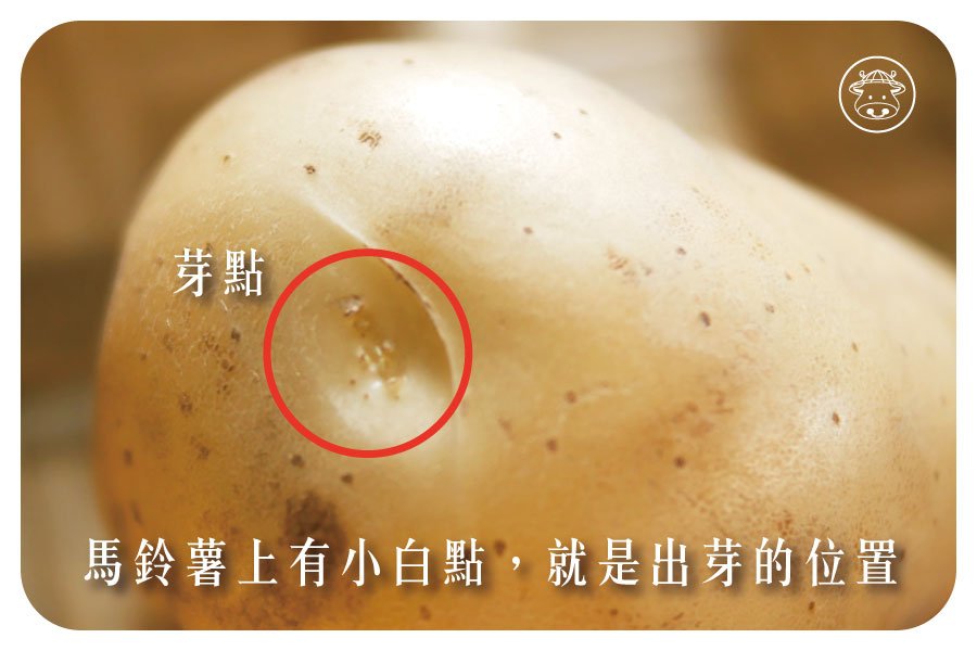 馬鈴薯的疑問：白白的芽點、綠綠的表面與馬鈴薯發芽？芽眼：馬鈴薯上方有小白點處，就是是馬鈴薯於發芽期會出芽的位置，只要沒有發芽都是可以食用的。