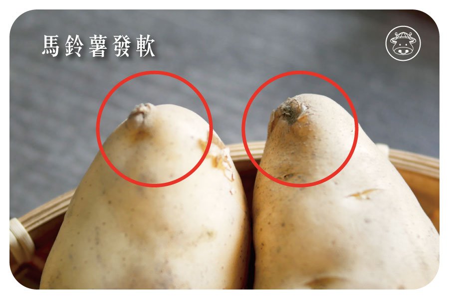 馬鈴薯的疑問：白白的芽點、綠綠的表面與馬鈴薯發芽？發軟：與葉子的連結處，尖頭部分可能因為風吹或是水分散失導致局部偏軟，不影響食用。