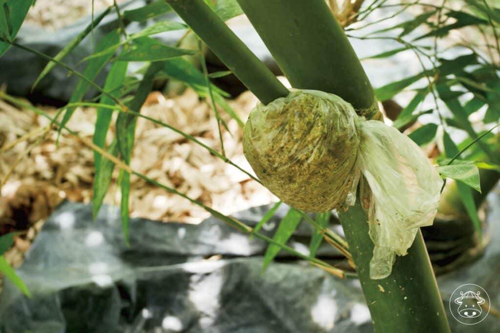 東麻竹筍銷售005
