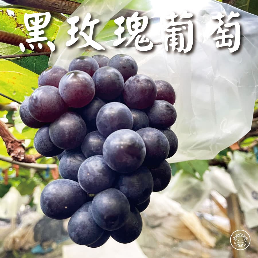 黑玫瑰葡萄