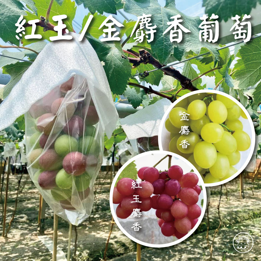 紅玉麝香葡萄/金麝香葡萄