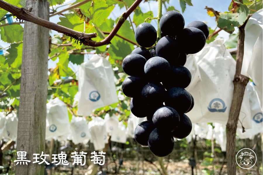 黑玫瑰葡萄
