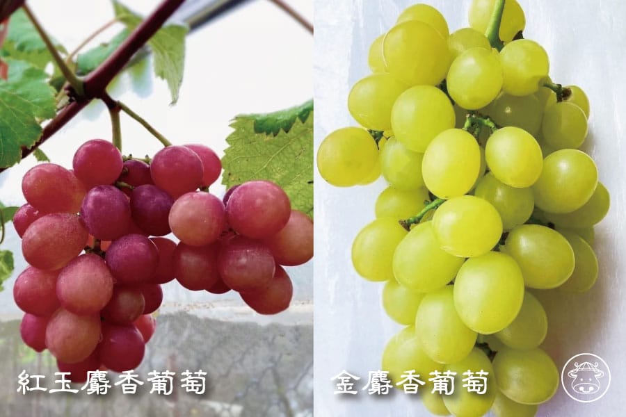 紅玉麝香葡萄/金麝香葡萄