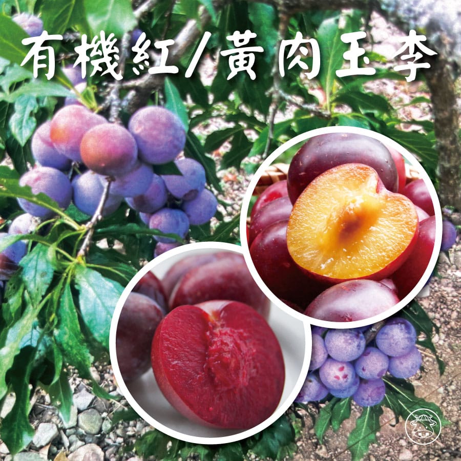 紅肉李黃肉玉李