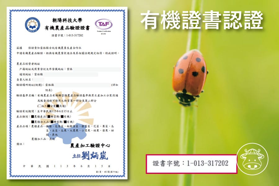 紅鬚玉米筍銷售002 1