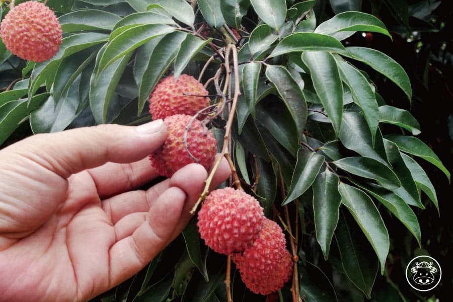老欉糯米荔枝