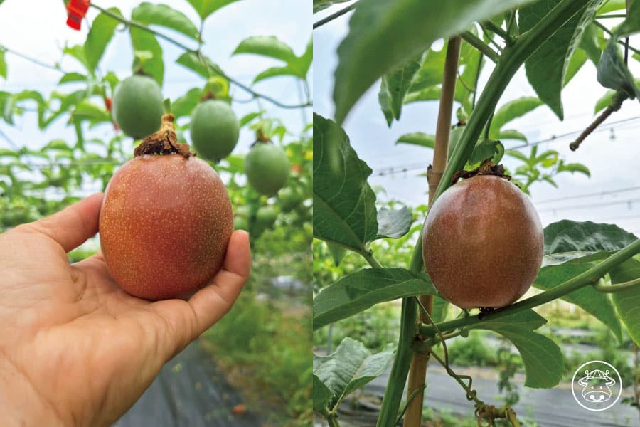 高雄有機傳統百香果銷售005