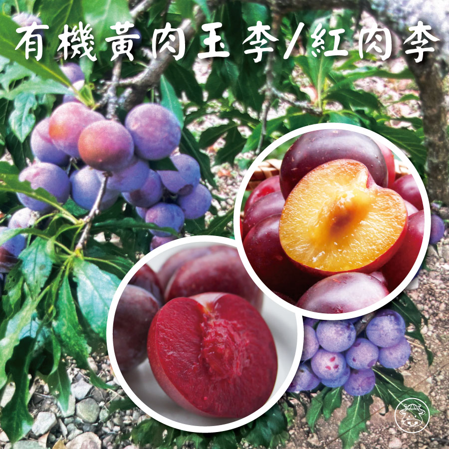 紅肉李/黃肉玉李