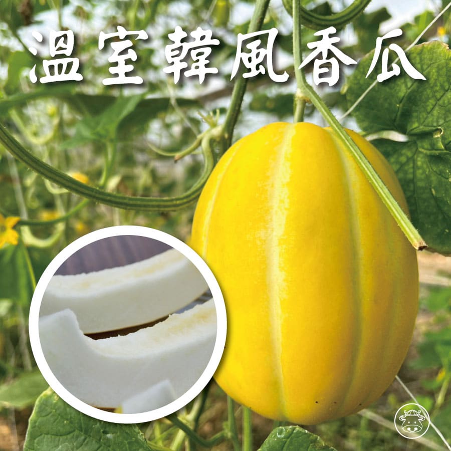 溫室韓風香瓜