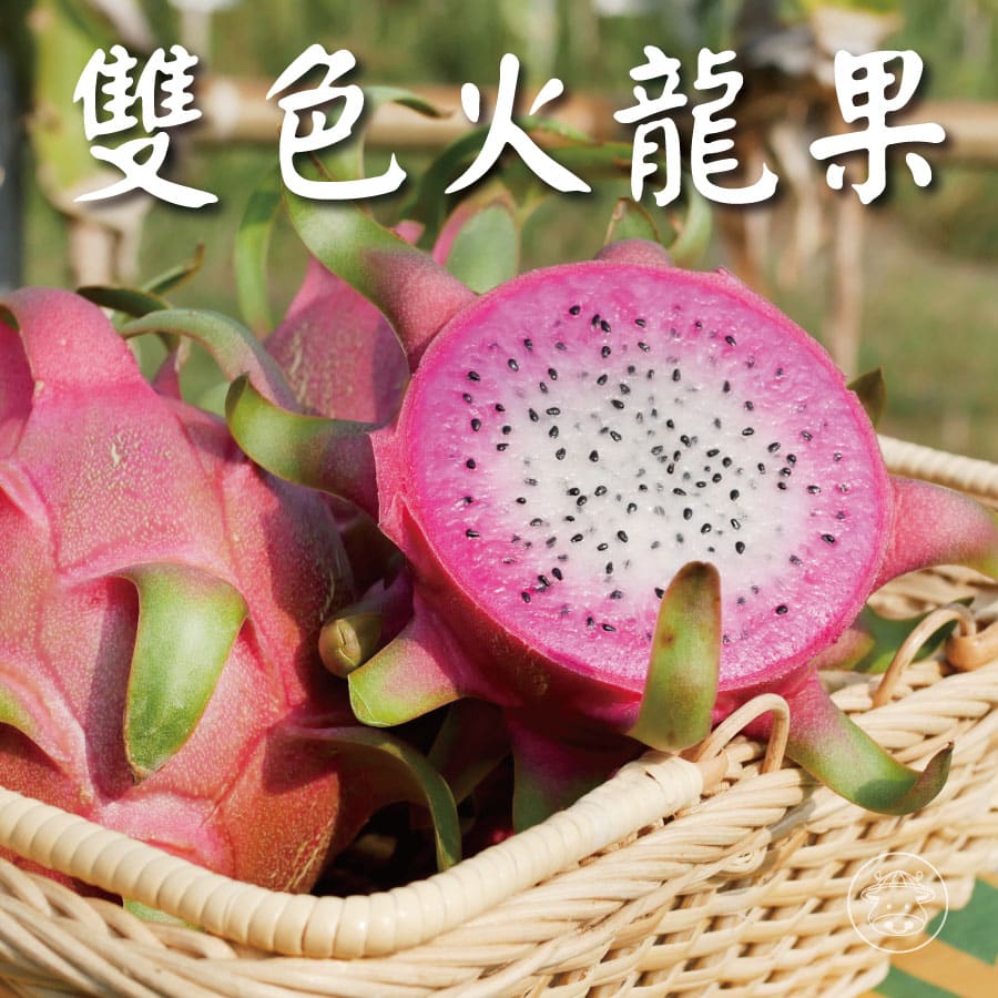 產銷履歷 雙色火龍果