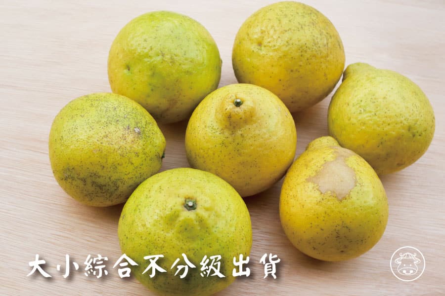 高山老欉三寶柑(甜檸檬)1口吃出香甜檸檬清香的橘子 - 台灣幫棒農