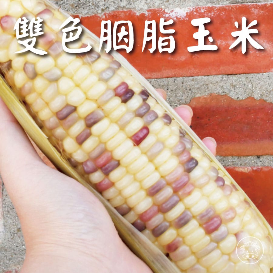 胭脂玉米又稱彩虹雙色玉米